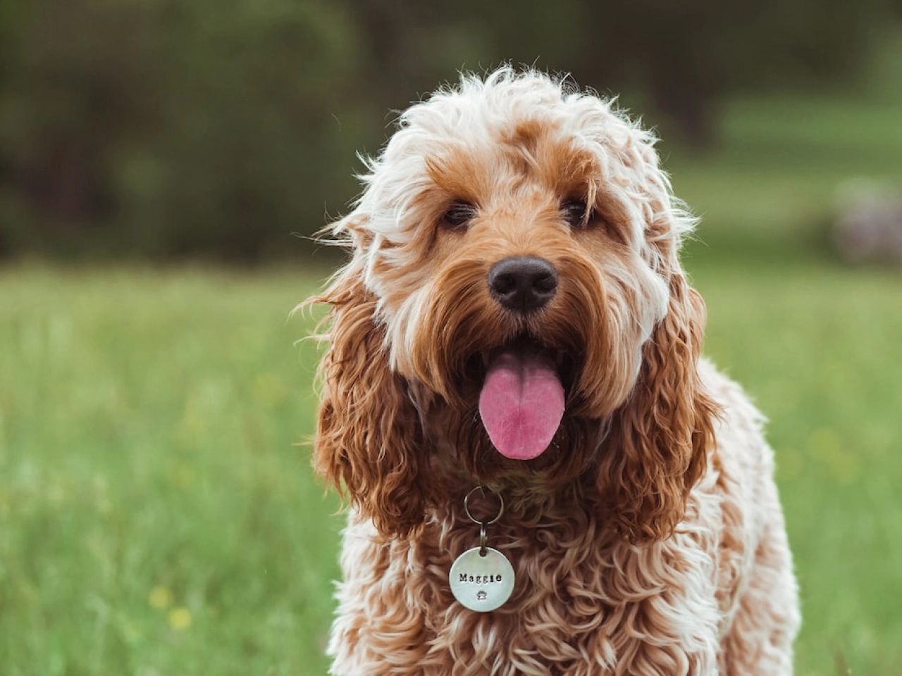 Cockapoos Pet Insurance Fetch Pet Insurance